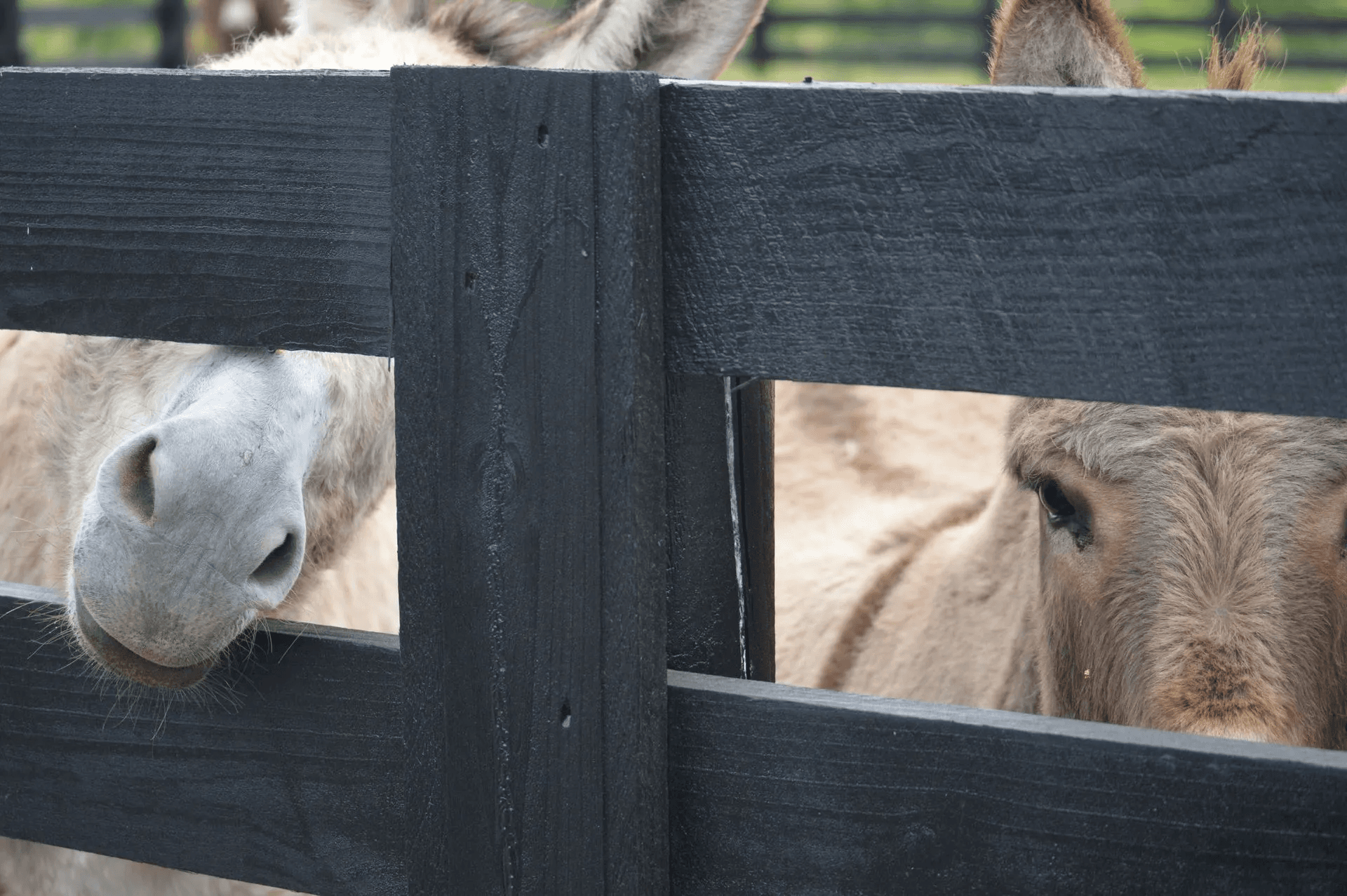 Donkeys Black Board Fence
